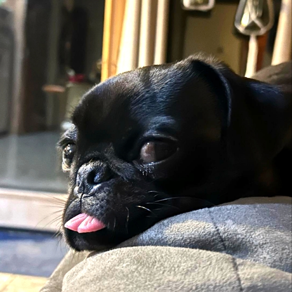 Meet your Posher, Afrika